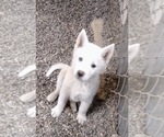Small Photo #2 Siberian Husky Puppy For Sale in TUCSON, AZ, USA