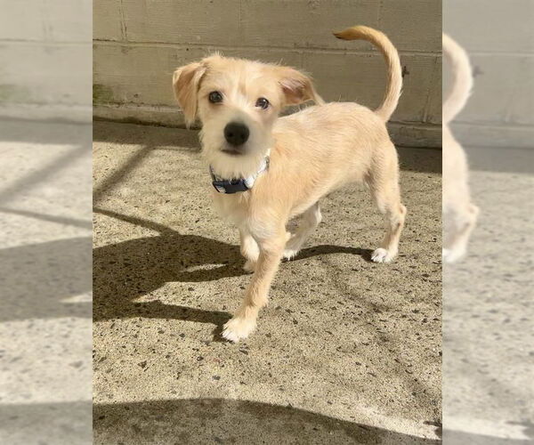 Medium Photo #2 Mutt Puppy For Sale in Gloversville, NY, USA