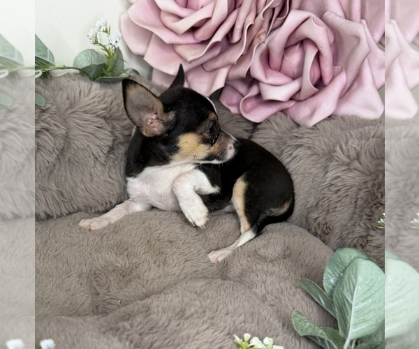 Medium Photo #6 Chihuahua Puppy For Sale in GLEN ALLEN, VA, USA