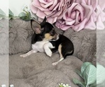 Small #5 Chihuahua