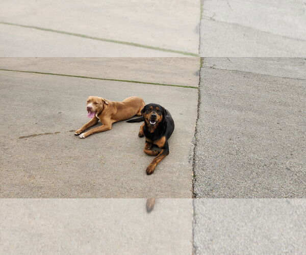 Medium Photo #15 Rottweiler-Unknown Mix Puppy For Sale in Houston, TX, USA