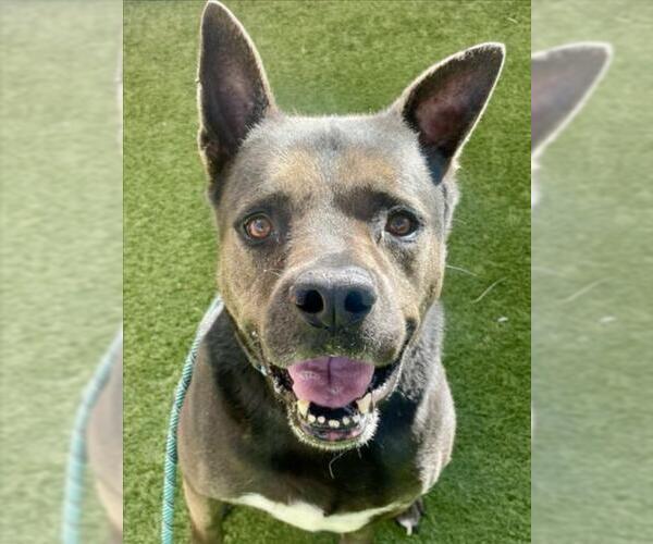 Medium Photo #2 Mutt Puppy For Sale in Las Vegas, NV, USA