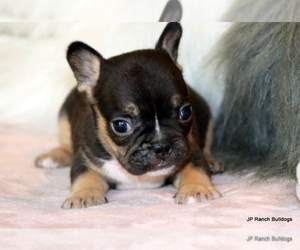 French Bulldog Puppy for Sale in WINNSBORO, Texas USA