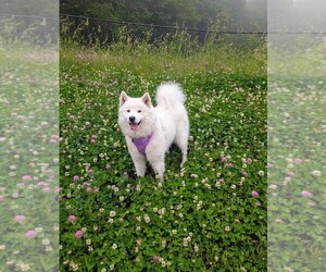 Mother of the Samoyed puppies born on 08/15/2025