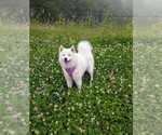 Small Photo #1 Samoyed Puppy For Sale in HOLYOKE, MA, USA