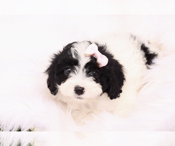 Medium Photo #1 Cavapoo Puppy For Sale in WEST SALEM, OH, USA
