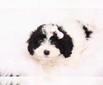 Image preview for Ad Listing. Nickname: Cookie