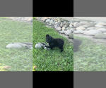 Half Pint - Male Pomapoo (Toy) Puppy for Sale - Photo #2