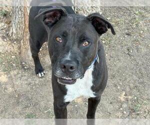 Labrador Retriever-Unknown Mix Dogs for adoption in Waco, TX, USA