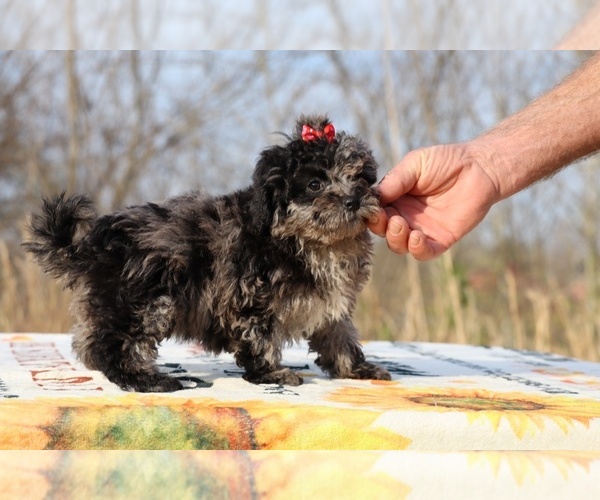Medium Photo #9 ShihPoo Puppy For Sale in DYERSBURG, TN, USA