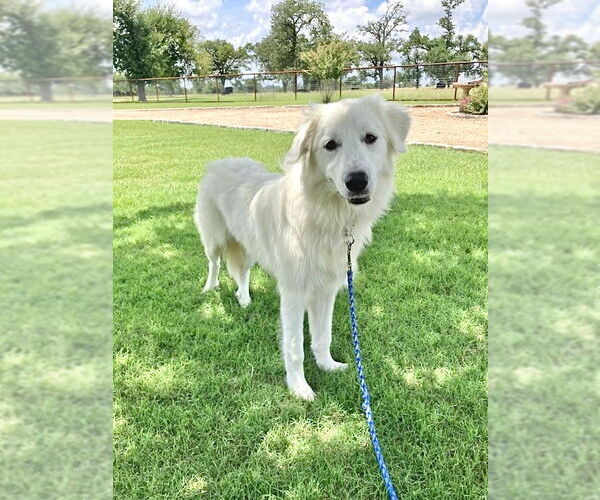 Medium Photo #2 Great Pyrenees Puppy For Sale in Spring, TX, USA