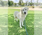 Small #1 Great Pyrenees