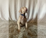 Puppy 2 Doberman Pinscher