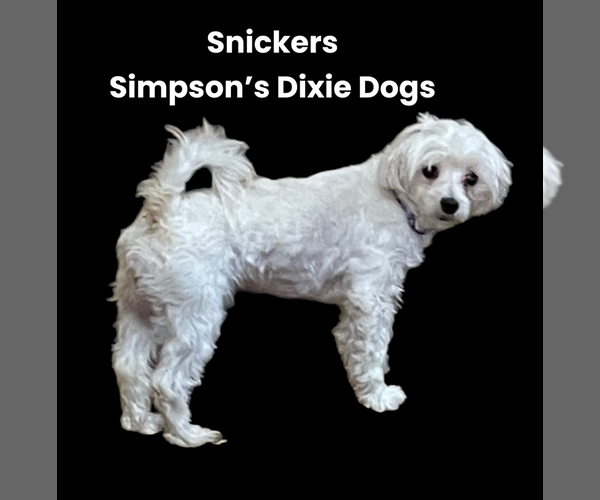 Medium Photo #1 Maltese Puppy For Sale in STEWART, MS, USA