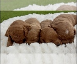 Puppy Boys Goldendoodle (Miniature)