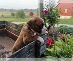 Puppy 4 Boxer