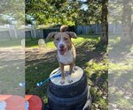 Small #18 Australian Shepherd-Catahoula Leopard Dog Mix