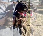 Small Photo #2 Labrador Retriever-Spaniel Mix Puppy For Sale in Clarkston, MI, USA