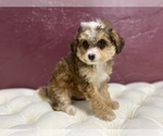 Small Photo #9 Bernedoodle (Miniature) Puppy For Sale in SOUTH ORANGE, NJ, USA