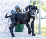 Small #9 Great Dane
