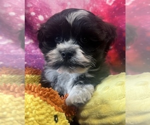 Havanese Puppy for sale in LIVONIA, MI, USA