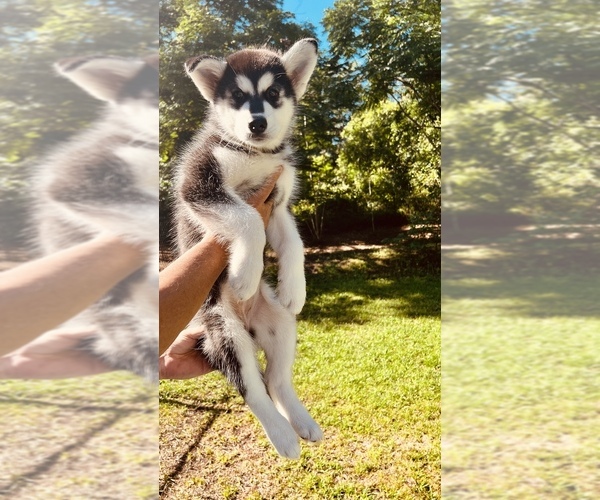 Medium Photo #22 Siberian Husky Puppy For Sale in CLERMONT, FL, USA