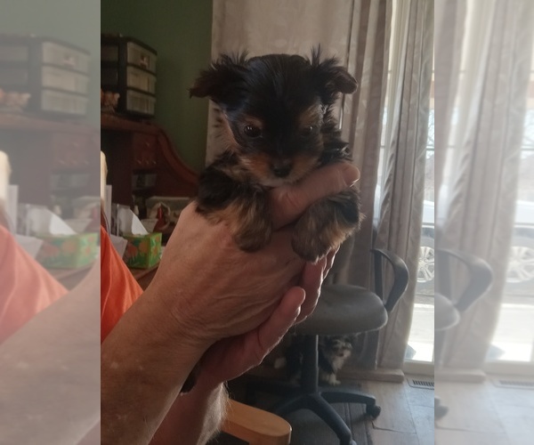 Medium Photo #1 Yorkshire Terrier Puppy For Sale in JAMAICA, IA, USA