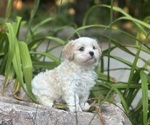 Small #6 Cava-Tzu