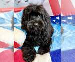Small #2 Cocker Spaniel