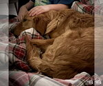 Small #3 Golden Retriever Mix