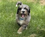 Small #2 Bernedoodle