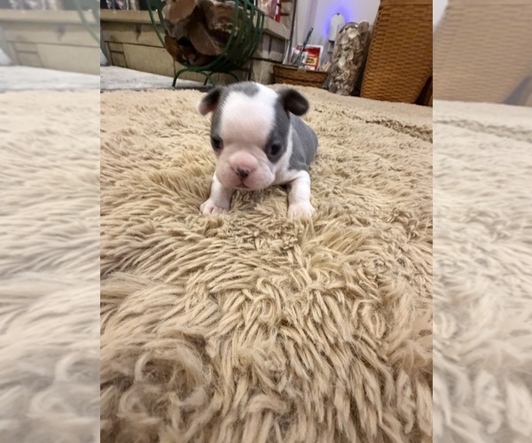 Medium Photo #7 Boston Terrier Puppy For Sale in FREDONIA, KS, USA