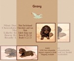 Puppy Gravy Dachshund