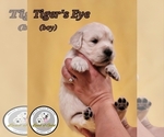 Puppy Tigers Eye English Cream Golden Retriever