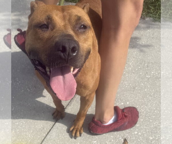 Medium Photo #4 Black Mouth Cur-Unknown Mix Puppy For Sale in Sanford, FL, USA