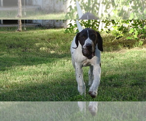 German Shorthaired Pointer Puppy for sale in LAS VEGAS, NV, USA