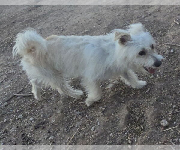 Medium Photo #2 Mutt Puppy For Sale in Peralta, NM, USA