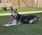 *SAGE - Female Siberian Husky Dog for Adoption - Small photo