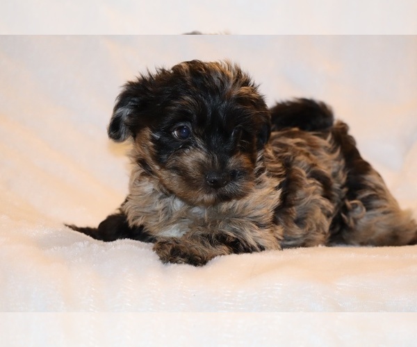 Medium Photo #5 Yorkiepoo mix (+ Poodle Toy) Puppy For Sale in DYERSBURG, TN, USA