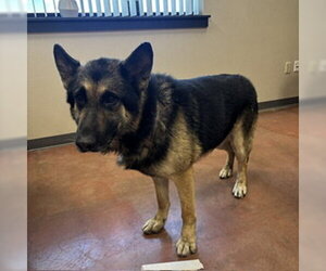German Shepherd Dog Dogs for adoption in Modesto, CA, USA