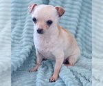 Small #5 Chihuahua