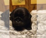 Small Photo #3 Pug Puppy For Sale in WHITTIER, NC, USA