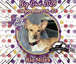 Rio Miles - Male Dachshund-Unknown Mix Dog for Adoption - Photo #2