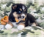 Small Photo #6 Pomeranian-Pomsky Mix Puppy For Sale in LAKELAND, FL, USA