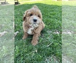 Small Photo #8 Cockapoo Puppy For Sale in BOWLING GREEN, KY, USA