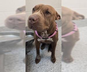 Chinese Shar-Pei-Unknown Mix Dogs for adoption in Houston, TX, USA