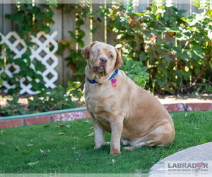 Labrador Retriever Dogs for adoption in Clovis, CA, USA