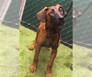 Medium German Shepherd Dog Mix