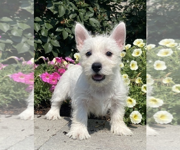 Medium Photo #7 West Highland White Terrier Puppy For Sale in CANOGA, NY, USA