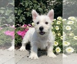 Small #6 West Highland White Terrier